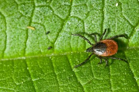 Tick on leaf. Ixodes ricinus.